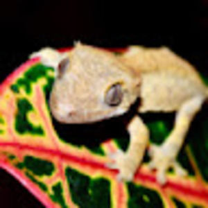 Meet your Posher, Ally